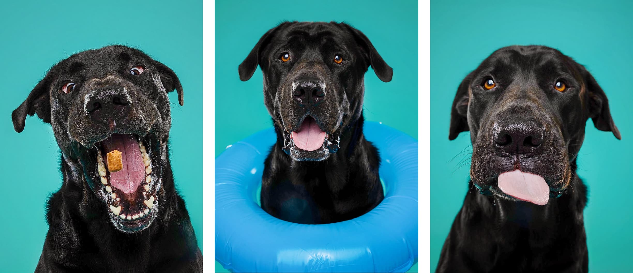 Photos of Calzone taken at Happy Paws Studio