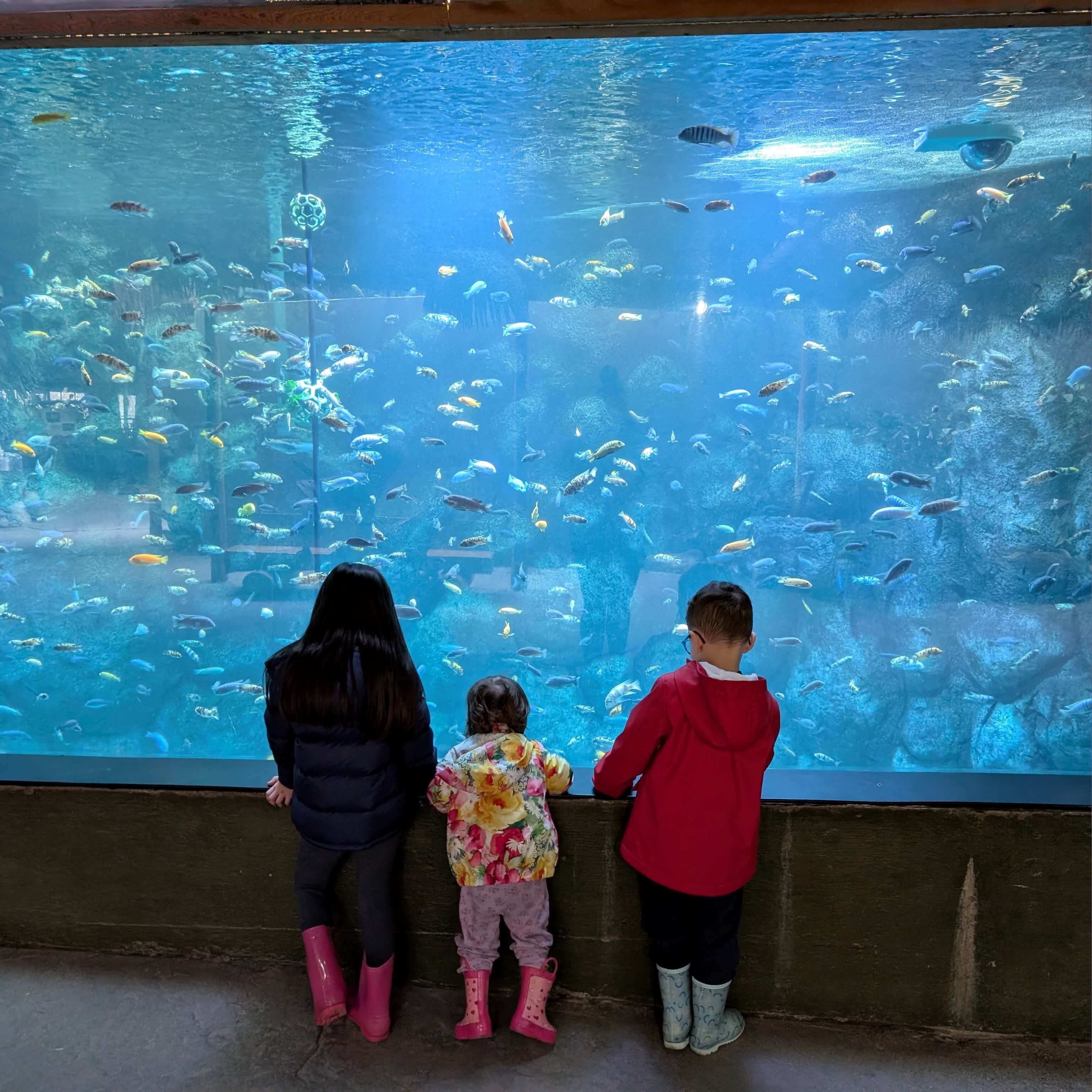 Arya Forgione Reggio