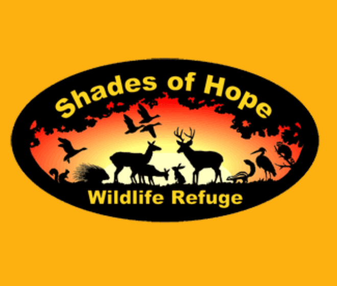 Shades Of Hope
